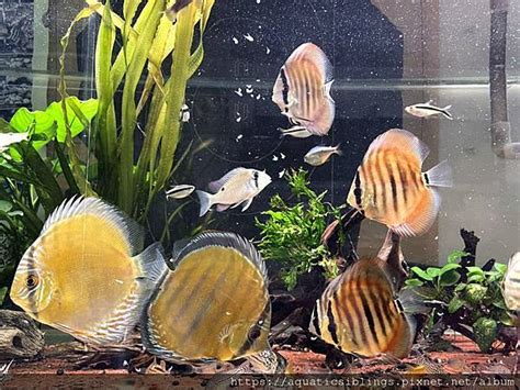 神仙魚 混養|七彩神仙與神仙魚，南美主題混養缸｜水族箱姊弟－水族箱裡的那 